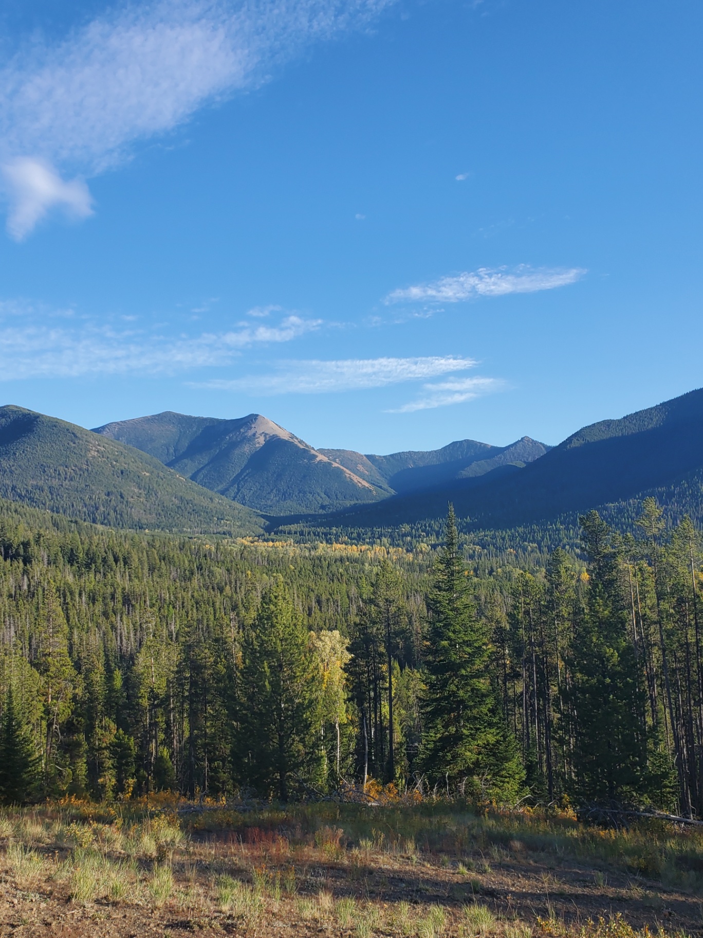 Moody pine forest in Montana morning light